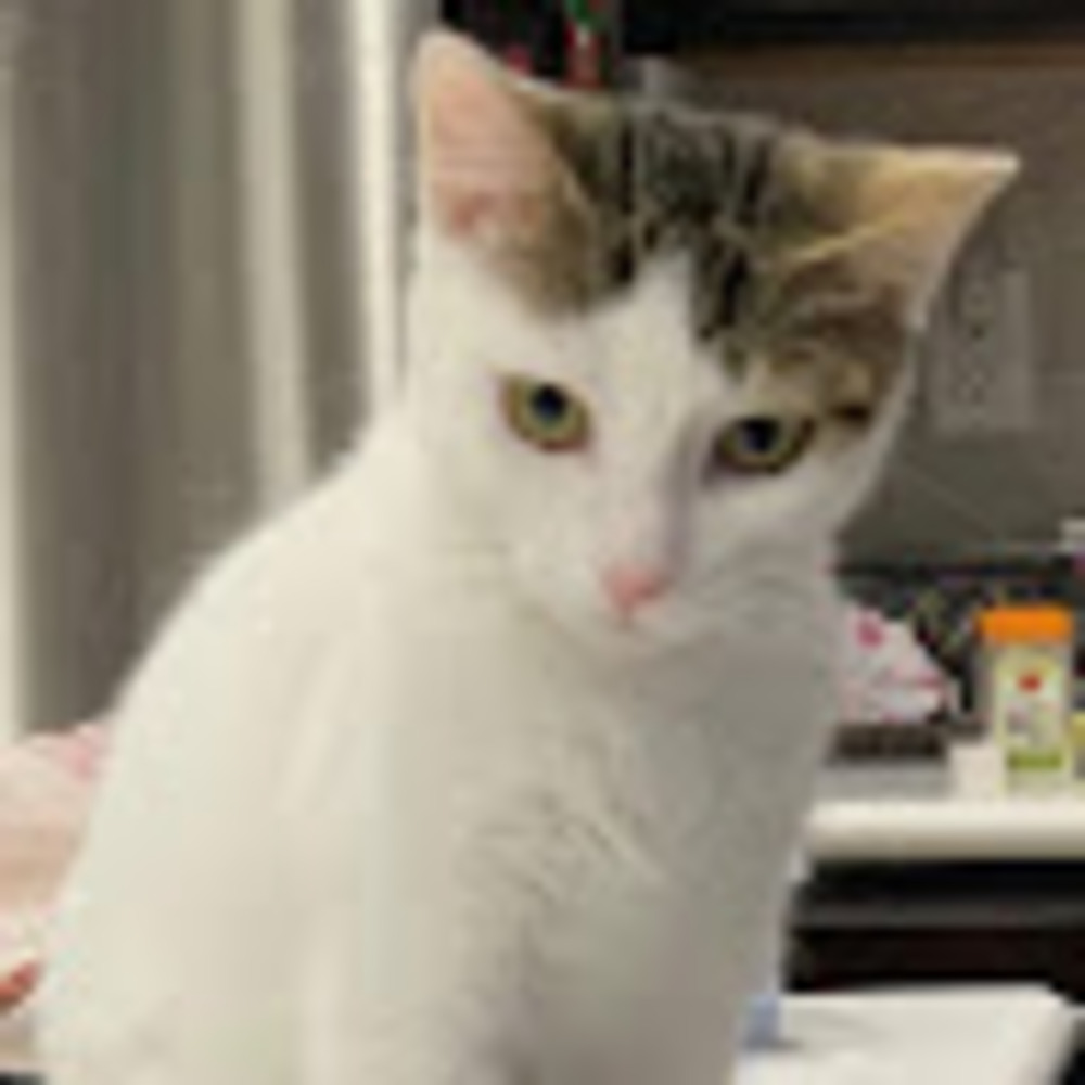 Meet your Posher, Geetika